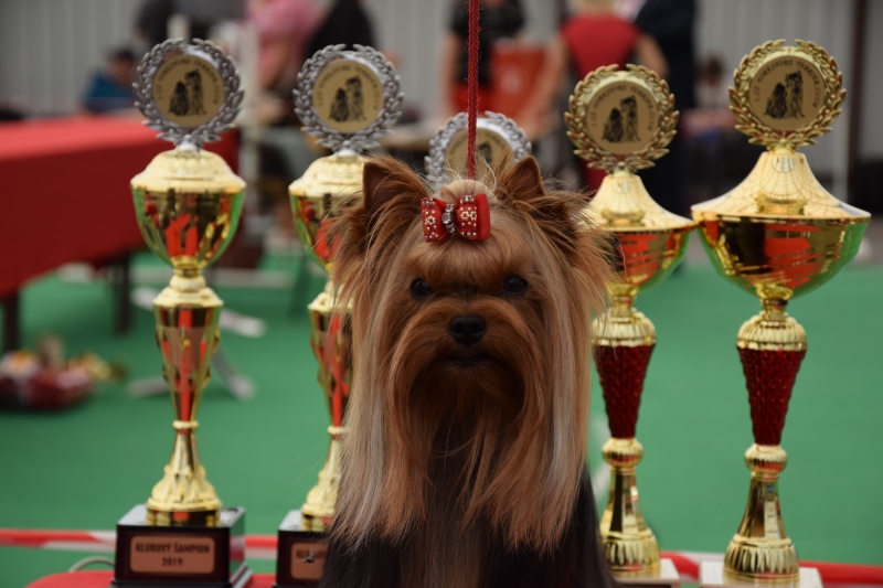 Klubová výstava Mladá Boleslav 14.9.2019  1. CZ Yorkshire terrier club